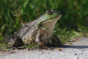 jmeche-lica-female-tennet-lake