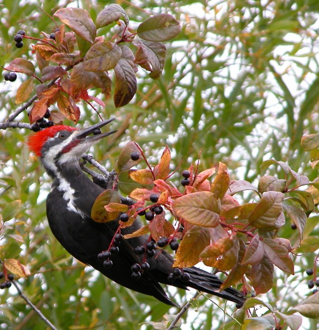 pileatedwoodpecker
